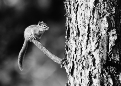 Chipmunk on a Branch