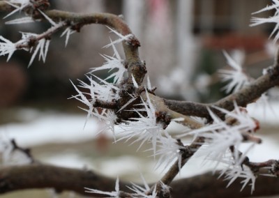 Ice on a Branch 1