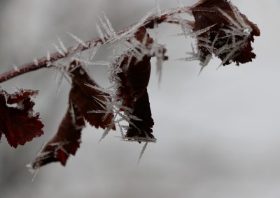 Icy Leaves